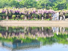 -嘉定紫藤园
