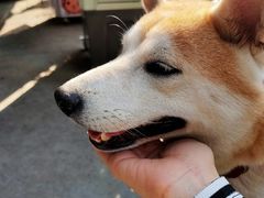 -柴犬高等学院·狗咖·柴犬售卖·宠物训练