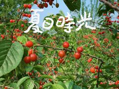 -北宅大永樱桃采摘基地(崂山总部)