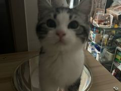 -lincat·猫舍(广州店)