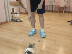 -猫咪派对(江南西店)
