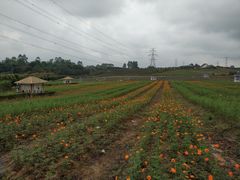 -紫颐香薰山谷景区
