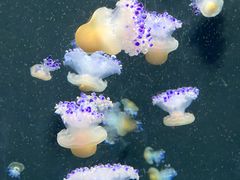-新加坡海洋生态馆