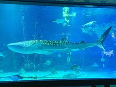 -烟台海昌鲸鲨海洋公园