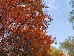 -大兴滨河森林公园