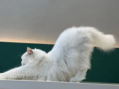 -飞行喵MR PILOT|猫舍·猫咖(静安大融城店)