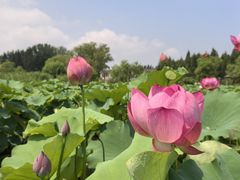 -白洋淀风景区