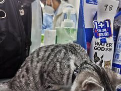 -北京赛佳动物医院