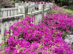 -大屏嶂森林公园