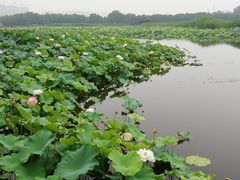 -荷塘月色湿地公园·向阳花洲