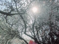 -桃花堤公园