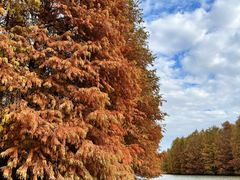 -上海海湾国家森林公园