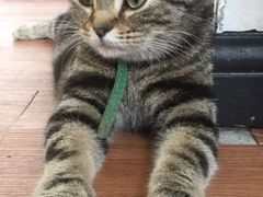 -三花喵·撸猫购宠·宠物生活馆(虹桥南丰城店)