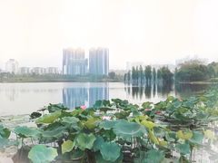 -飞来湖湿地公园