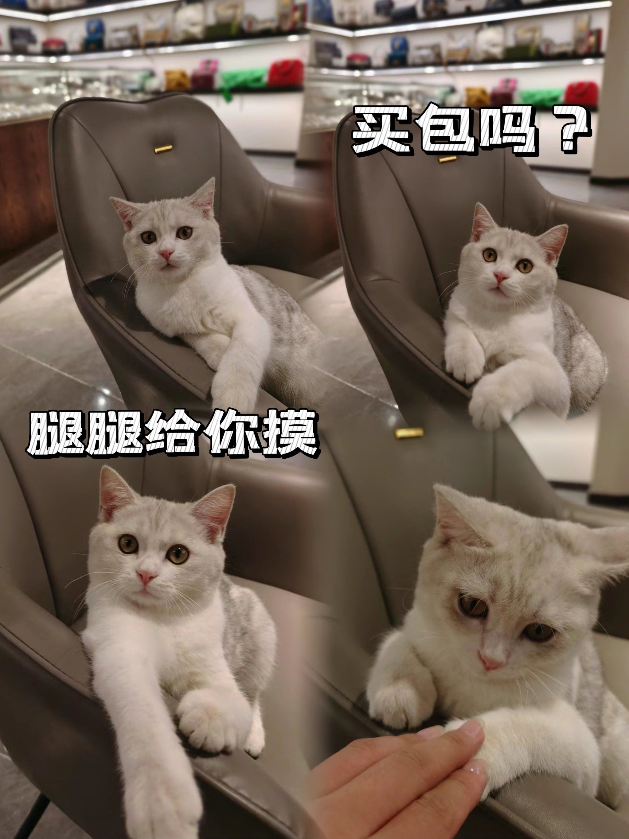 买包吗?可以摸腿腿哦