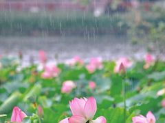 -荔湾湖公园