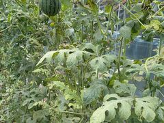 -庞各庄翠芳园西瓜蔬菜基地采摘园