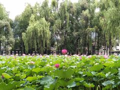 -四川大学(望江校区)