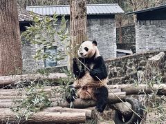 -都江堰中华大熊猫苑