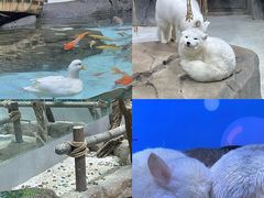 -海合安青岛极地海洋公园