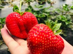 -胜丰草莓采摘园