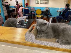 大堂-猫小院猫主题咖啡厅(北锣店)