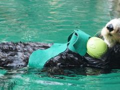 -西雅图水族馆