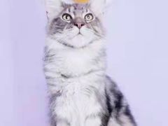 -十年猫舍·猫咪专门店(普陀店)