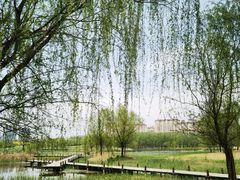 -马家湾湿地公园