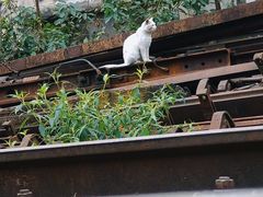 -黄桷坪涂鸦艺术街