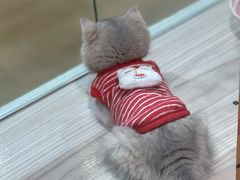 -屋虎猫馆(宝安大仟里店)