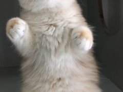 -东方名猫馆·英短金渐层布偶猫舍(环线广场1号楼店)