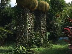 -广东茂名森林公园