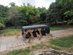 -深圳野生动物园