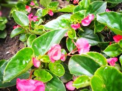 -黑龙江省森林植物园