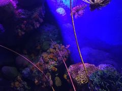 -暹罗海洋世界