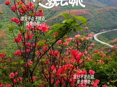 -大围山国家森林公园