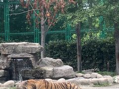 -上海野生动物园老虎餐厅