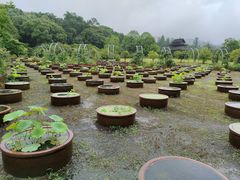 -杭州植物园