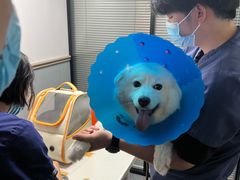 -伟伟宠物医院·CT影像中心·瑞派犬猫综合性门诊(汉口总院)