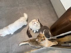 -飞行喵MR PILOT|猫舍·猫咖(静安大融城店)