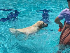 -趣玩宠物乐园寄养训犬训狗游泳池