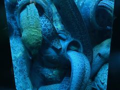 -太平洋海底世界