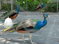 -福建鲤鱼洲酒店