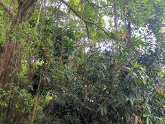 -深圳仙湖植物园