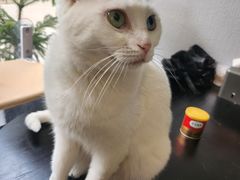 -琪喵猫屋·撸猫猫咖·猫舍