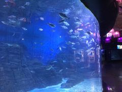 -烟台海昌鲸鲨海洋公园