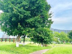 -桂溪生态公园