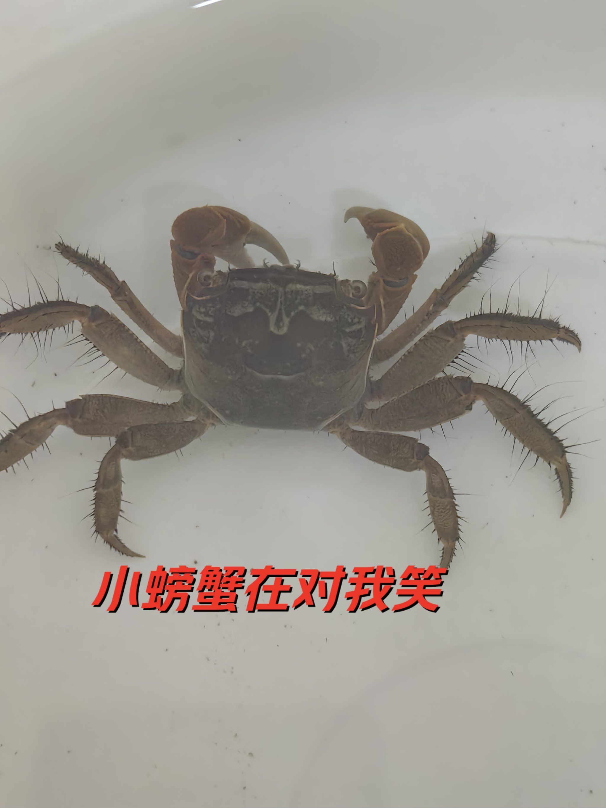 抓了一只小螃蟹带笑脸