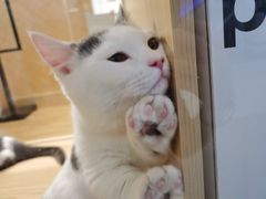 -屋虎猫馆(宝安大仟里店)